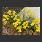 Bulbocodium daffodil