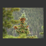 Pine tree at Crags, Colorado