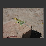 Lizard, Hovenweep National Monument