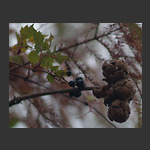Bald Cyprus berries and nuts along Boardwalk